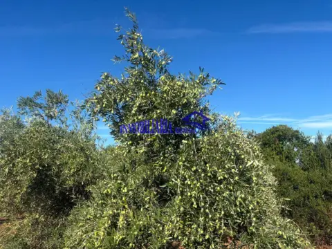 Finca rústica en Lucena Oportunidad