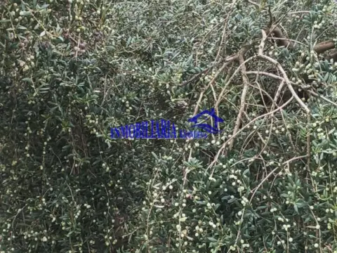 Finca rústica en Posadas