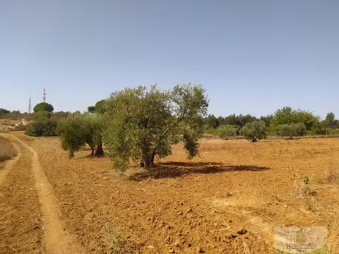 Finca rústica en El Rincon