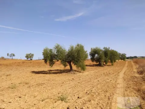 Finca rústica en El Rincon