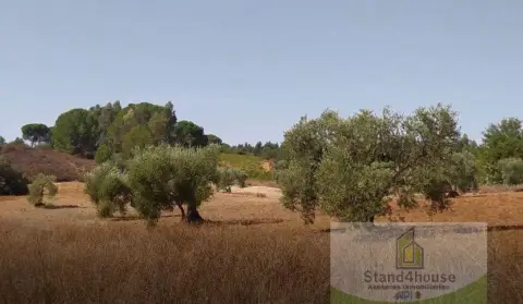 Finca rústica en El Rincon