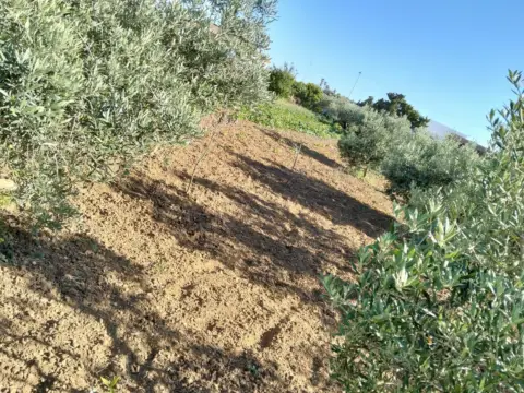 Finca rústica en Camino Borreguitos