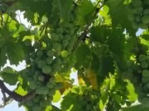 Casa en calle calle Ag Vertientes