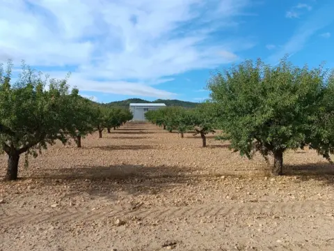 Terreno en Yecla