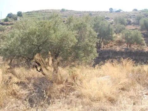Terreno en Cómpeta