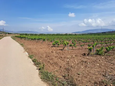 Terreno en El Pinós - Pinoso