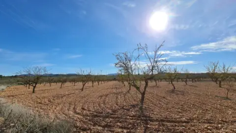 Terreno en El Pinós - Pinoso