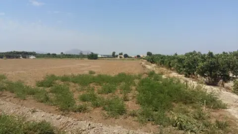 Rural Property in Daya Nueva