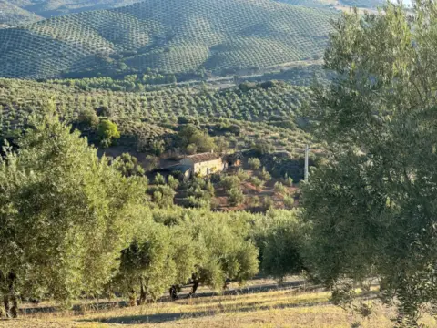 Finca rústica en Benalúa de las Villas