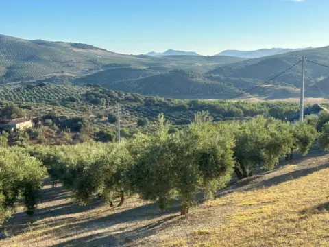 Finca rústica en Benalúa de las Villas