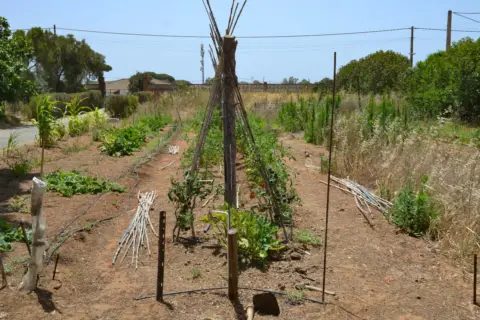Finca rústica en Chiclana de la Frontera