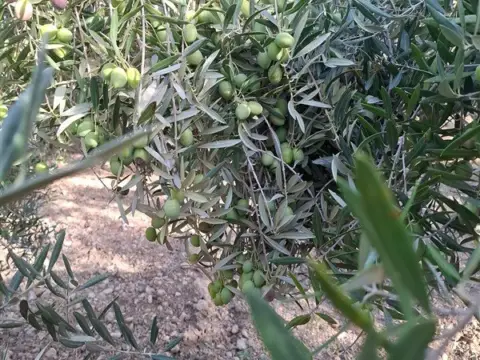 Finca rústica en La Peza
