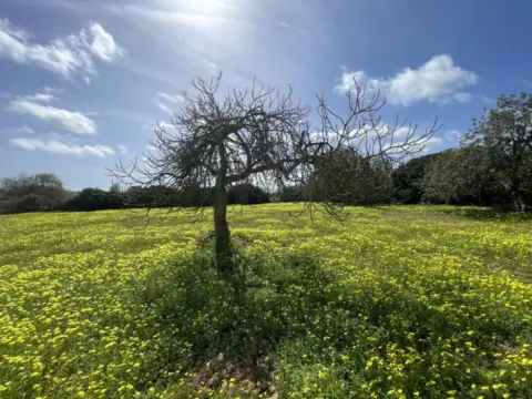 Terreno en Cales de Mallorca