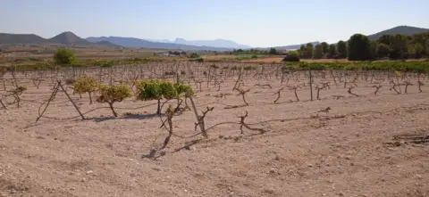 Terreno en El Pinós - Pinoso