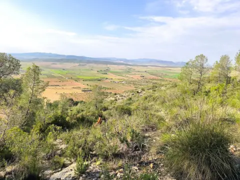 Terreno en Yecla