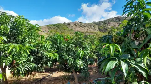 Terreno en Benamargosa