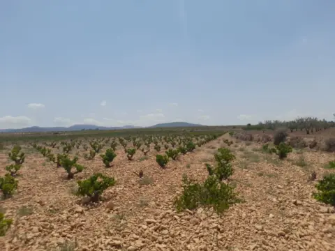 Terreno en El Pinós - Pinoso