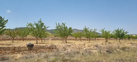 Terreno en Yecla