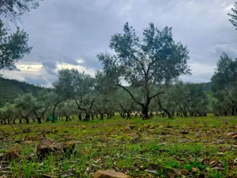 Finca rústica en Fuente del Arco