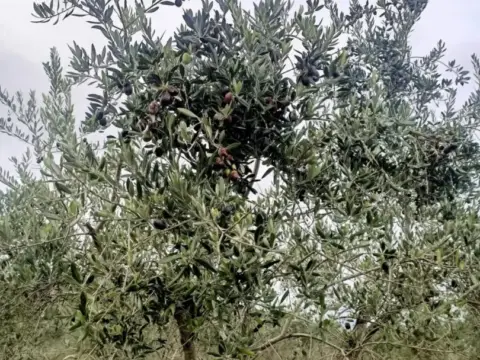 Finca rústica en Fuente del Arco