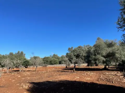 Nave industrial en calle Carrer de Sineu, nº 8