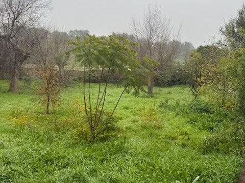 Terreno en calle de Alcaudón