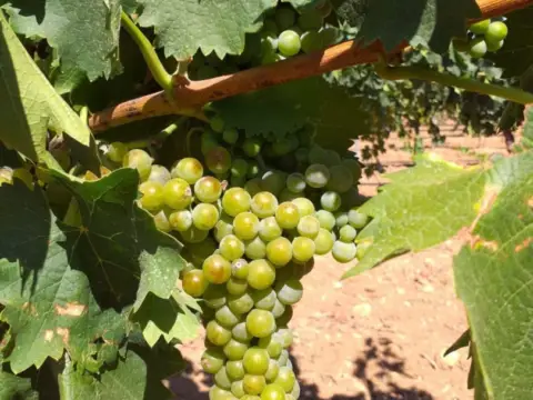 Finca rústica en Fernancaballero