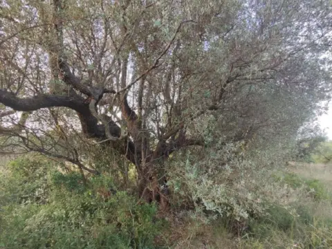 Finca rústica en calle Mas de Lluna - Els Valentins