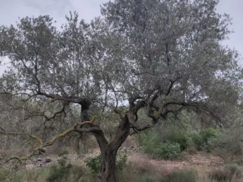 Finca rústica en Carrer de la Martinenca