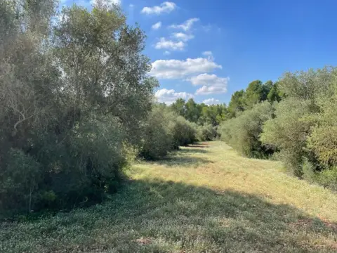 Finca rústica en Alcover