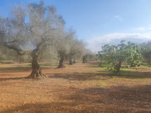 Finca rústica en calle La Cogula