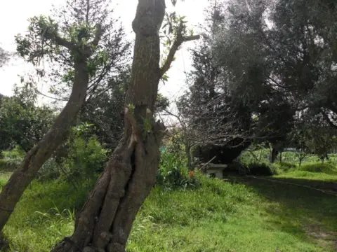 Finca rústica en La Muela
