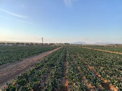 Finca rústica en calle Llano de los Cegarra