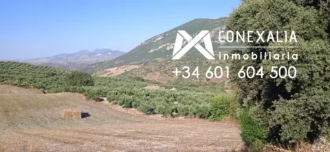 Finca rústica en Algodonales