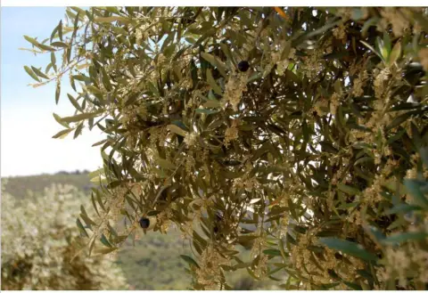 Finca rústica en Granadella (La)