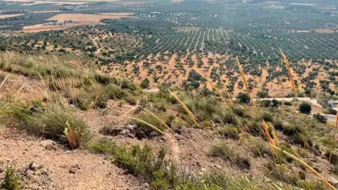 Terreno en Antequera