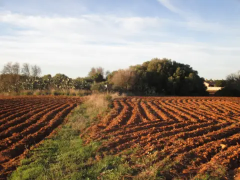 Finca rústica en Carretera del Muelle