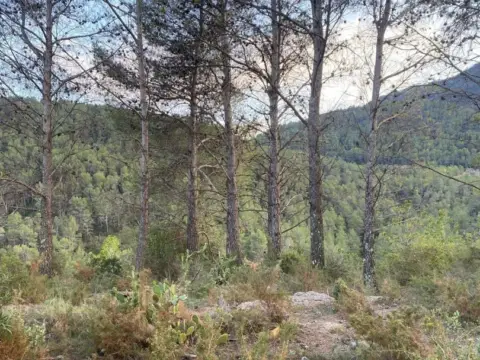 Finca rústica en Alcudia de Veo