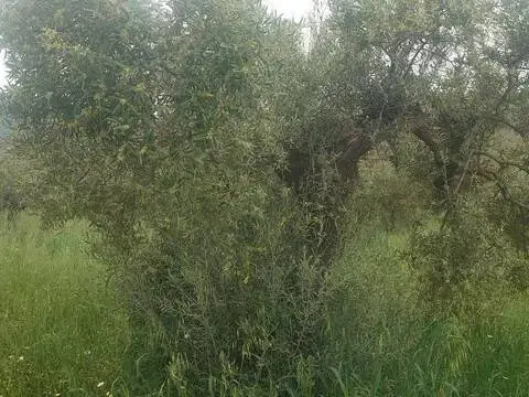 Terreno en Álora