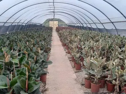 Terreno en Estivella