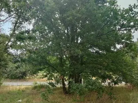Terreno en Seixalbo-Monte-Ceboliño-Velle