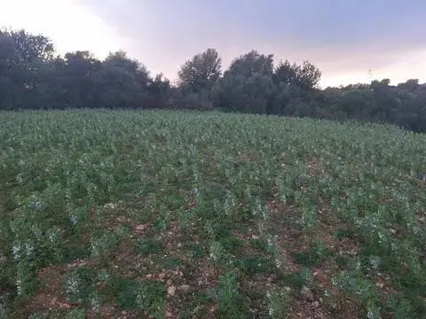 Terreno en Manacor