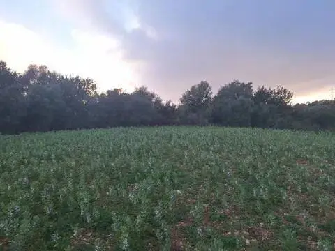 Terreno en Manacor