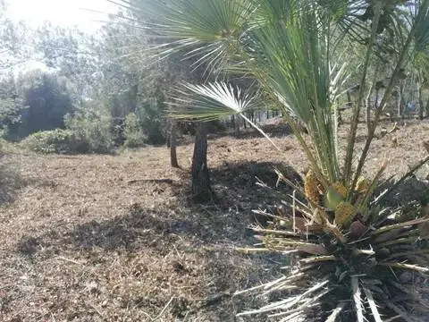 Terreno en Carrer Crisantem