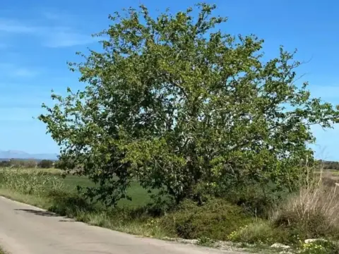 Terreno en Felanitx