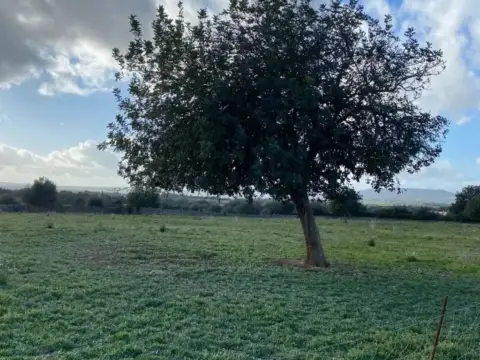 Terreno en Manacor