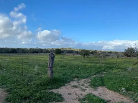 Terreno en Manacor