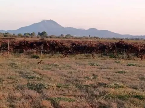 Terreno en Manacor