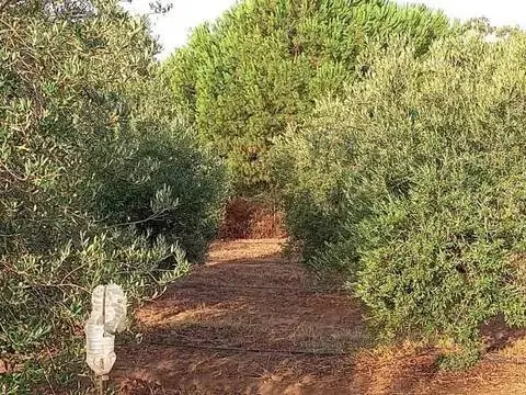 Terreno en Gibraleón