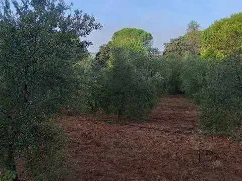 Terreno en Gibraleón